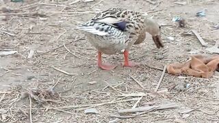 Duck feeding time ???? #viral #subscribe