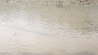 হাস খামার
