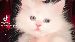 So Cute Cat 11