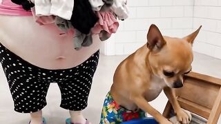 Poor Chihuahua's marriage life summarized in this video ????????????  Just a normal day of a Chihuahua husband.