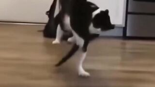​WWE Cats: Ultimate Feline Wrestling Championship!