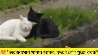 "ভালোবাসার খাবার, ভাঙা হৃদয়ের গল্প! ????"