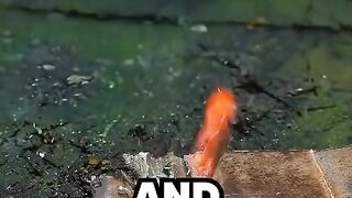 ???? Survival Hack That Could Save Your Life in the Wild! ????????