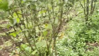 mengecek kebun