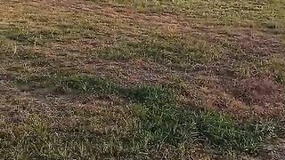 Hmc warrior's cricket ground grass cutting work