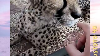 Kucing Ini Bisa Bikin Kamu versi plustoto4d