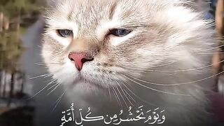 Quran paak Tilawat Must watch 2