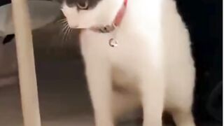 cat core 4