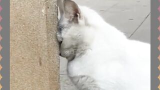 Lagi Bete