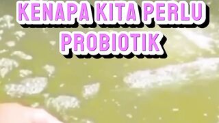 Inilah alasan kenapa perlu probiotik saat budidaya lele