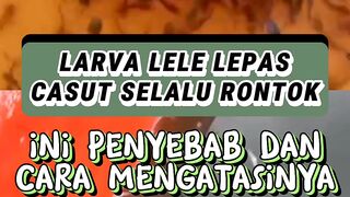 Larva lele lepas CASUT selalu rontok❗Ini penyebabnya