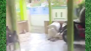 kocak parah 97