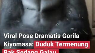 POSE DRAMATIS GORILA
