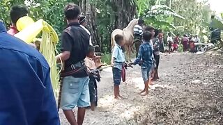 Culture from Sumba NTT Indonesia