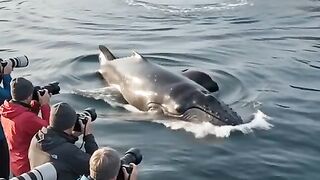 Orca Encounters a Humpback Whale Calf