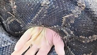 Monster Python Attack: Hand Trapped Inside!