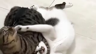 Aww! That's So Sweet! The Cute and Adorable Cats Moments in the World
