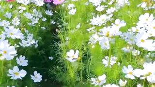 Beautiful nature 319