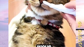 Proses Pembersihan Ingus Kucing! versi PLUSTOTO4D