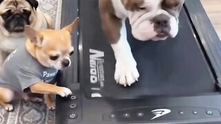 Find 'funny video' 1