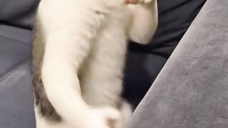 Find 'funny video' 5