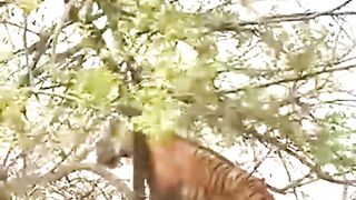 Monkey Humiliated Tiger In Seconds #animals #wildlife #tiger #monkey #funnyreels