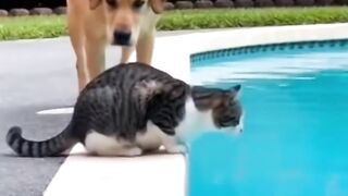 ​"The Great Pet Escape"