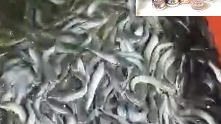 Penyakit Ikan lele kumis keriting