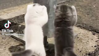 Funny Kitten 3