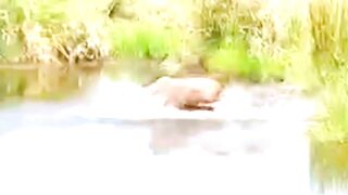Nature’s Cruelest Ambushes Ever Caught #wildlife #animals #wildebeest #crocodile #wilddogs #lioness