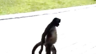 Animals Acting Smarter Than Humans #monkey #falcon #grasshopper #elephant #deer
