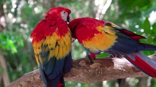Animals | Birds | Nature | Wildlife | Serene Nature