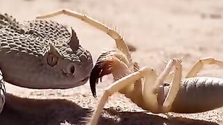 A realistic wildlife battle