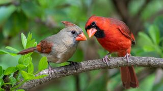 Birdwatching and nature sounds - beautiful birds
