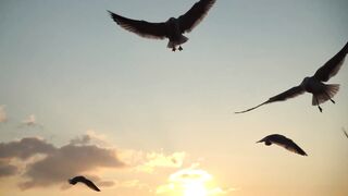 Beautiful wild birds | Soothing and relaxing | The beauty of nature | High quality