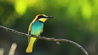 12 Cutest Birds in the World 2