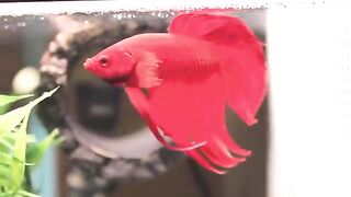10 Most Beautiful Goldfish Species in the World