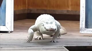 10 Most Beautiful White Animals in the World