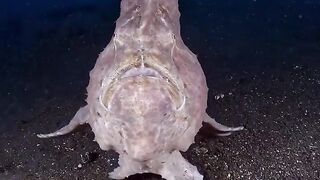 On our extraordinary ????, some fish run on the sea floor