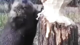 fakta berang berang