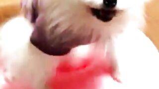 Funny Dogs and Funny Cats #cat #dog #funnydogs #funnycats #cutedogs #cute #cutecats