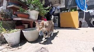 As I was walking down a back street in a fishing port town, a cat that was in front of a diner came out to let