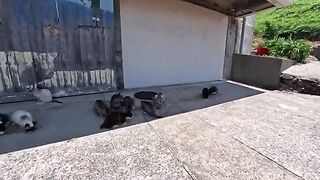 Watching the island cats eat their lunch was so peaceful and heartwarming.