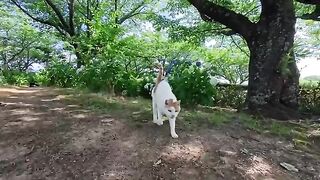 A cat appeared from the grass in the park! It was so cute when it came to get petted.