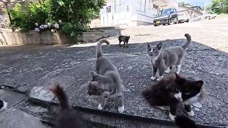 I went to a cat gathering on a cat island.