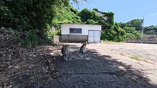 The cats at the fishing port were so cute!