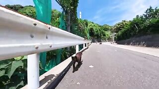 A whole army of cats on the mountaintop made a massive migration! They all followed me down to the harbor.