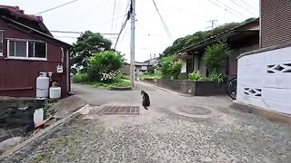 I met this cat in an alley on Cat Island, and when I petted it, it rolled over happily and was just too cute.