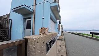 I found this cat while walking along the coast! It was so cute, and it's incredibly sensitive to being patted on the back.