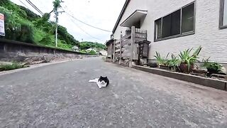 When I petted it, it stretched out happily! This calico cat was just too cute!